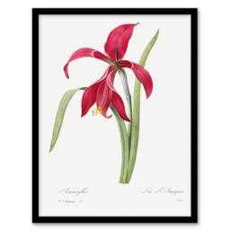 Artery8 Amaryllis Flower Floral Redoute Vintage Framed Wall Art Print in White - Size: A4 - thumbnail 1