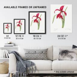 Artery8 Amaryllis Flower Floral Redoute Vintage Framed Wall Art Print in White - Size: A4 - thumbnail 3