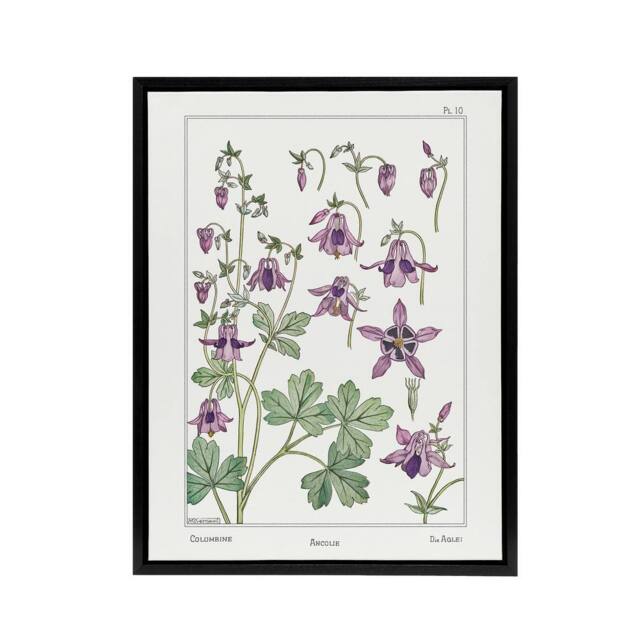 "Artery8 Columbine Aquilegia Flower Framed Canvas Wall Art Print Verneuil in White - Size: W18"" x H24""" - image 1