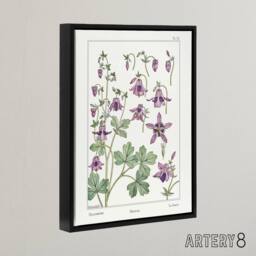 "Artery8 Columbine Aquilegia Flower Framed Canvas Wall Art Print Verneuil in White - Size: W18"" x H24""" - thumbnail 2