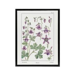 "Artery8 Columbine Aquilegia Flower Framed Canvas Wall Art Print Verneuil in White - Size: W18"" x H24""" - thumbnail 1