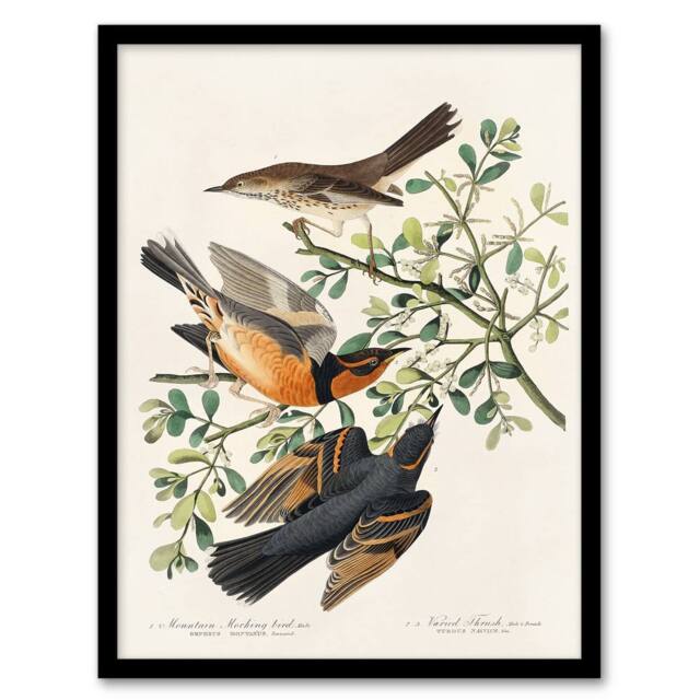 Artery8 John James Audubon Framed Wall Art Mountain Mocking Bird & Thrush in White - Size: A4 - image 1