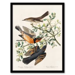 Artery8 John James Audubon Framed Wall Art Mountain Mocking Bird & Thrush in White - Size: A4 - thumbnail 1