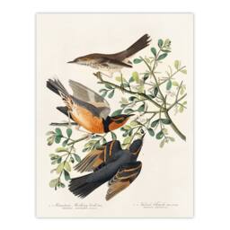 Artery8 John James Audubon Framed Wall Art Mountain Mocking Bird & Thrush in White - Size: A4 - thumbnail 3