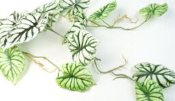 Leaf 6 x 120cm Artificial Hanging Trailing Plant Alocasia Dragon Scale Light in Green - Size: 6 x 120 cm - thumbnail 3