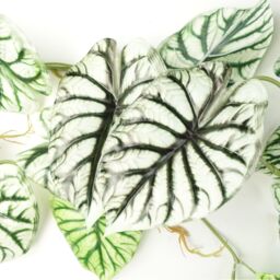 Leaf 6 x 120cm Artificial Hanging Trailing Plant Alocasia Dragon Scale Light in Green - Size: 6 x 120 cm - thumbnail 2