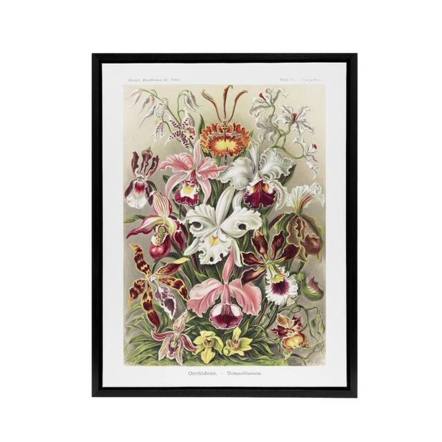 "Artery8 Orchid Flower Colourful Varieties Haeckel Black Framed Canvas Wall Art - Size: W12"" x H16""" - image 1