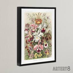 "Artery8 Orchid Flower Colourful Varieties Haeckel Black Framed Canvas Wall Art - Size: W12"" x H16""" - thumbnail 2