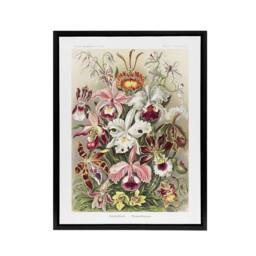 "Artery8 Orchid Flower Colourful Varieties Haeckel Black Framed Canvas Wall Art - Size: W12"" x H16""" - thumbnail 1