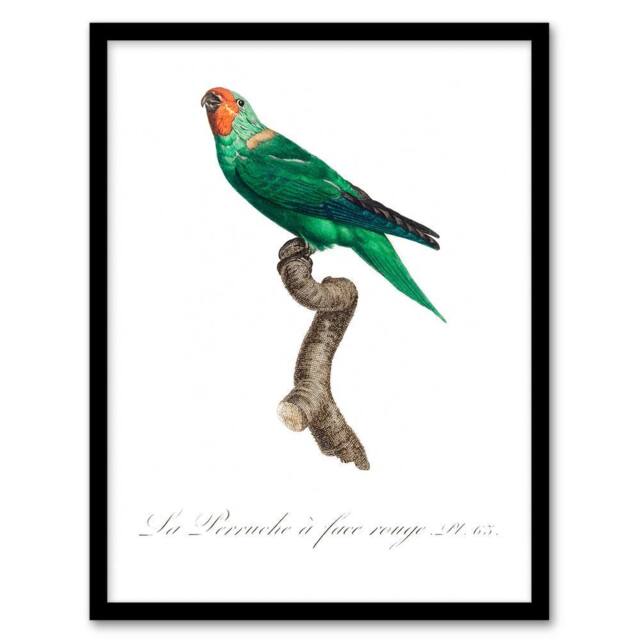 Artery8 Francois Levaillant Framed Wall Art Print The Red Faced Parrot in White - Size: A4 - image 1