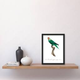 Artery8 Francois Levaillant Framed Wall Art Print The Red Faced Parrot in White - Size: A4 - thumbnail 2