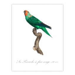 Artery8 Francois Levaillant Framed Wall Art Print The Red Faced Parrot in White - Size: A4 - thumbnail 3