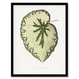 Artery8 AF Lydon Benjamin Fawcett Begonia Marshall Leaf Framed Wall Art Print in White - Size: A4 - thumbnail 1