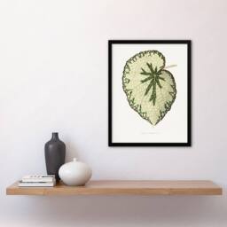 Artery8 AF Lydon Benjamin Fawcett Begonia Marshall Leaf Framed Wall Art Print in White - Size: A4 - thumbnail 4