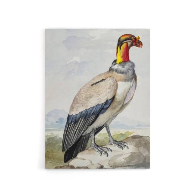 "Artery8 King Vulture Bird Vintage Watercolour Schouman Canvas Wall Art Print - Size: W12"" x H16""" - image 1