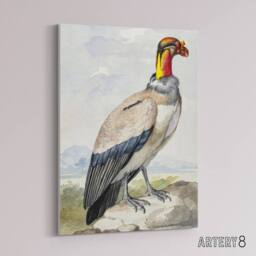 "Artery8 King Vulture Bird Vintage Watercolour Schouman Canvas Wall Art Print - Size: W12"" x H16""" - thumbnail 2