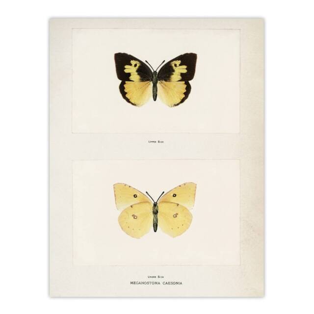 "Artery8 Southern Dogface Butterfly Sherman Denton Wall Art Poster Print in White - Size: W18"" x H24""" - image 1