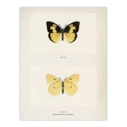 "Artery8 Southern Dogface Butterfly Sherman Denton Wall Art Poster Print in White - Size: W18"" x H24""" - thumbnail 1