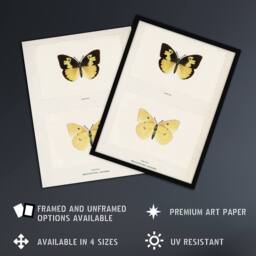 "Artery8 Southern Dogface Butterfly Sherman Denton Wall Art Poster Print in White - Size: W18"" x H24""" - thumbnail 2