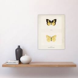"Artery8 Southern Dogface Butterfly Sherman Denton Wall Art Poster Print in White - Size: W18"" x H24""" - thumbnail 4