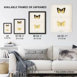 "Artery8 Southern Dogface Butterfly Sherman Denton Wall Art Poster Print in White - Size: W18"" x H24""" - thumbnail 3