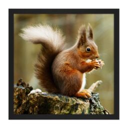 "Artery8 Wall Art Print Trimming Red Squirrel Eating Forest Nature Photo Square Framed Picture 16X16 Inch in Black - Size: W16"" x H16""" - thumbnail 1