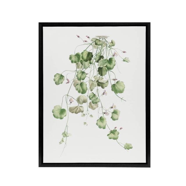 "Artery8 Kenilworth Ivy Botanical Redoute Vintage Black Framed Canvas Wall Art in White - Size: W12"" x H16""" - image 1