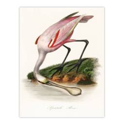 Artery8 Pierre Bernard Louis Couaihac Framed Wall Art Print Roseate Spoonbill in White - Size: A4 - thumbnail 3