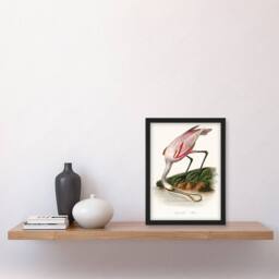 Artery8 Pierre Bernard Louis Couaihac Framed Wall Art Print Roseate Spoonbill in White - Size: A4 - thumbnail 2