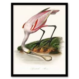 Artery8 Pierre Bernard Louis Couaihac Framed Wall Art Print Roseate Spoonbill in White - Size: A4 - thumbnail 1