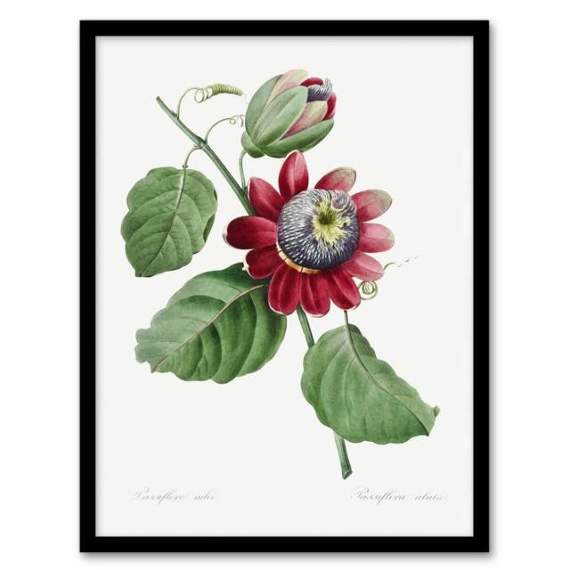 Artery8 Passion Flower Illustration Redoute Vintage Framed Wall Art Print in White - Size: A4 - image 1