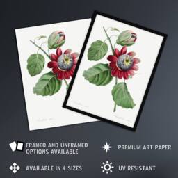 Artery8 Passion Flower Illustration Redoute Vintage Framed Wall Art Print in White - Size: A4 - thumbnail 2