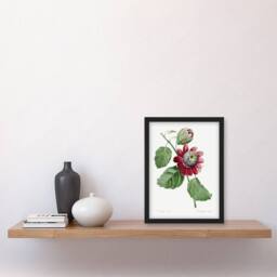 Artery8 Passion Flower Illustration Redoute Vintage Framed Wall Art Print in White - Size: A4 - thumbnail 4