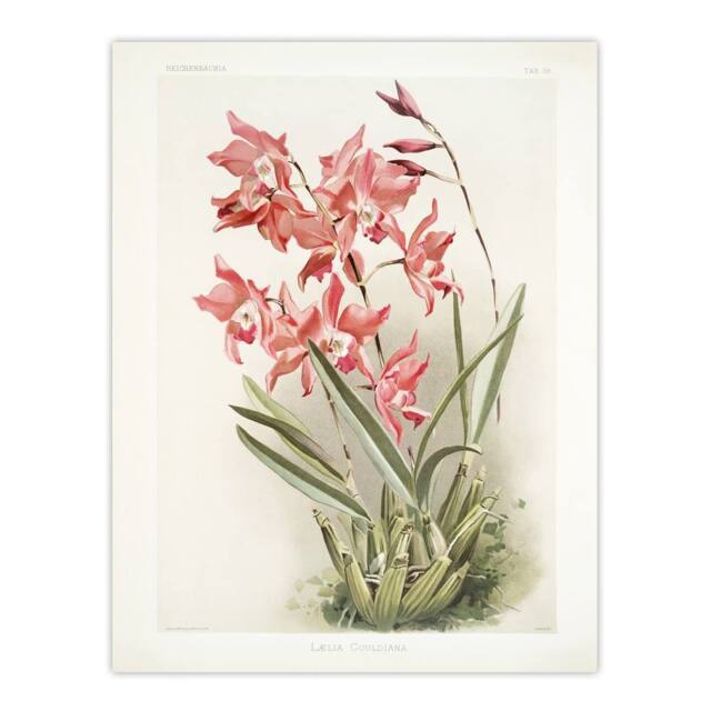 "Artery8 Frederick Sander Laelia Gouldiana Orchid Flowers Wall Art Print - Size: W12"" x H16""" - image 1