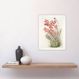 "Artery8 Frederick Sander Laelia Gouldiana Orchid Flowers Wall Art Print - Size: W12"" x H16""" - thumbnail 4
