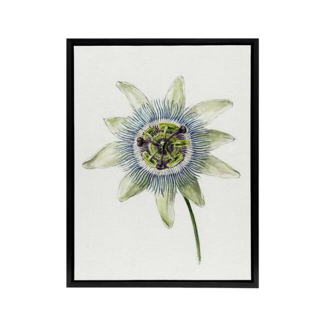 "Artery8 Passion Flower Bloom Floral Drawing Bernard Black Framed Canvas Art in White - Size: W12"" x H16""" - image 1