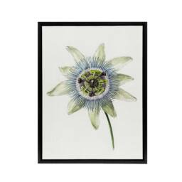 "Artery8 Passion Flower Bloom Floral Drawing Bernard Black Framed Canvas Art in White - Size: W12"" x H16""" - thumbnail 1