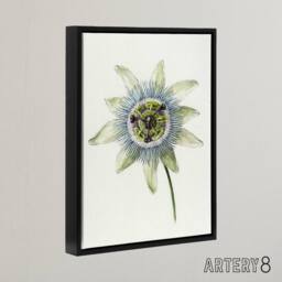 "Artery8 Passion Flower Bloom Floral Drawing Bernard Black Framed Canvas Art in White - Size: W12"" x H16""" - thumbnail 2