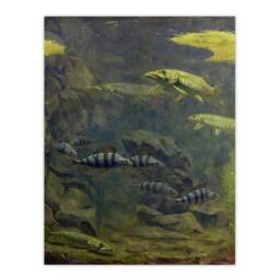Artery8 Gerrit Willem Dijsselhof Framed Wall Art Pike & Perch in Aquarium in Green - Size: A4 - thumbnail 3