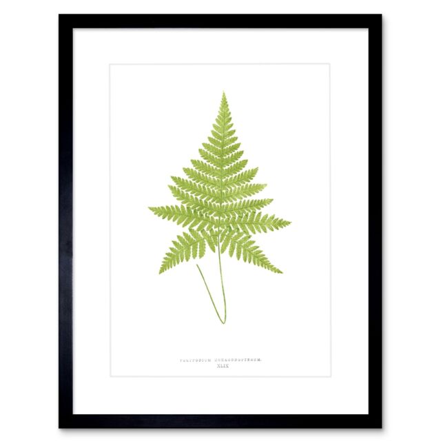 "Artery8 Wall Art Print Fern Polypodium Hexagonopterum Art Framed 9x7 inch in Black - Size: W7"" x H9""" - image 1