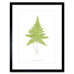 "Artery8 Wall Art Print Fern Polypodium Hexagonopterum Art Framed 9x7 inch in Black - Size: W7"" x H9""" - thumbnail 1