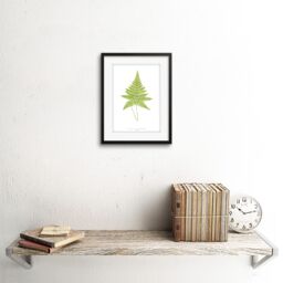 "Artery8 Wall Art Print Fern Polypodium Hexagonopterum Art Framed 9x7 inch in Black - Size: W7"" x H9""" - thumbnail 2