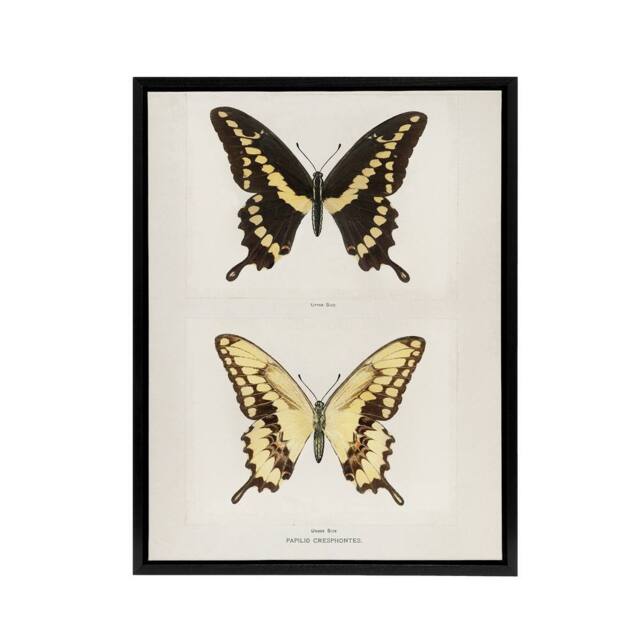 "Artery8 Giant Swallowtail Butterfly Sherman Denton Framed Canvas Wall Art in White - Size: W24"" x H32""" - image 1