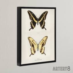 "Artery8 Giant Swallowtail Butterfly Sherman Denton Framed Canvas Wall Art in White - Size: W24"" x H32""" - thumbnail 2