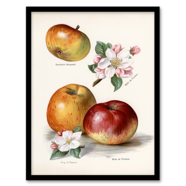 Artery8 John Wright Framed Wall Art King of Pippins Apple Vintage Illustration in White - Size: A4 - image 1