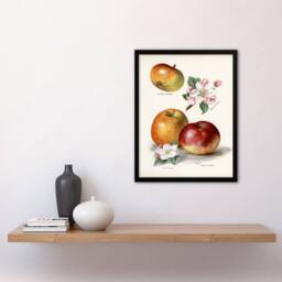 Artery8 John Wright Framed Wall Art King of Pippins Apple Vintage Illustration in White - Size: A4 - thumbnail 2