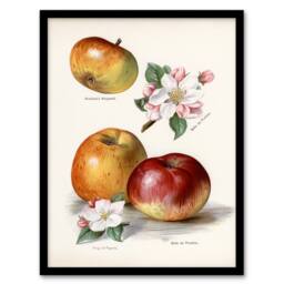 Artery8 John Wright Framed Wall Art King of Pippins Apple Vintage Illustration in White - Size: A4 - thumbnail 1