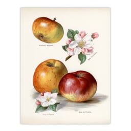 Artery8 John Wright Framed Wall Art King of Pippins Apple Vintage Illustration in White - Size: A4 - thumbnail 3