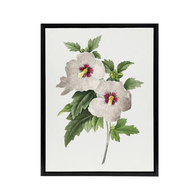 "Artery8 Hibiscus Flower Illustration Redoute Black Framed Canvas Wall Art in White - Size: W12"" x H16""" - image 1