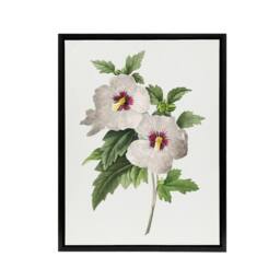 "Artery8 Hibiscus Flower Illustration Redoute Black Framed Canvas Wall Art in White - Size: W12"" x H16""" - thumbnail 1